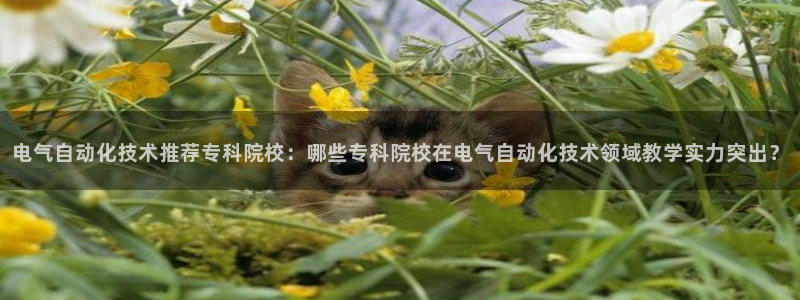 凯发国际是什么投资平台